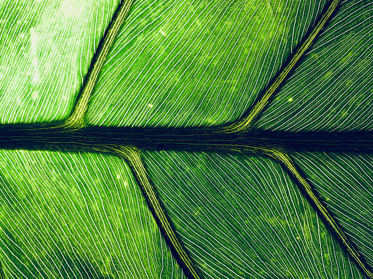 paseo de la reforma 234 macro photography of green leaf cuauhtémoc
